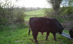 Angus Bull