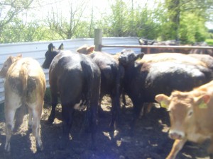 For Sale 