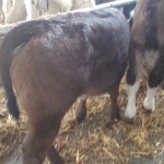 For Sale