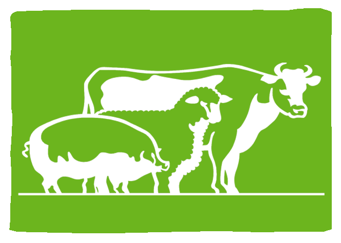 Irish Moiled X Calves for Sale Irish Moiled X Calves for Sale
