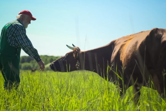 Film on the Struggles of an Organic Farming Couple in Denmark Film on the Struggles of an Organic Farming Couple in Denmark