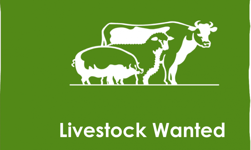 Weanlings & Store Cattle Wanted