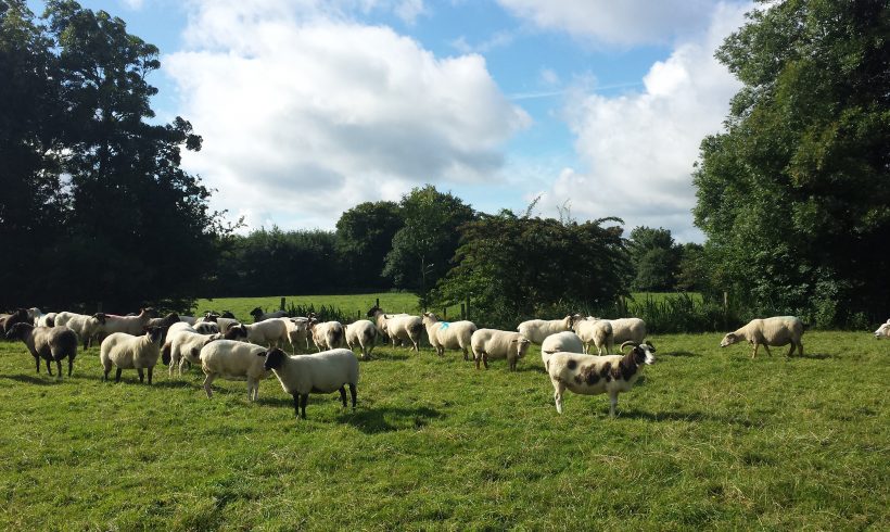 Organic Sheep on Sale at Delvin Mart. Organic Sheep on Sale at Delvin Mart.