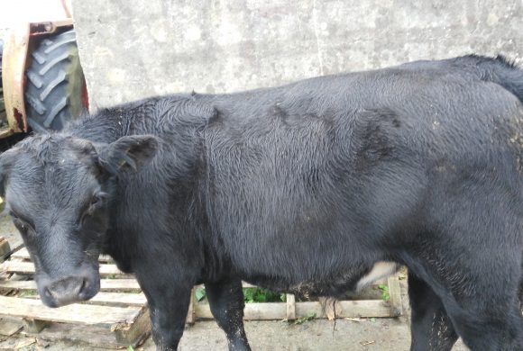 Weanling Bullocks for Sale Weanling Bullocks for Sale