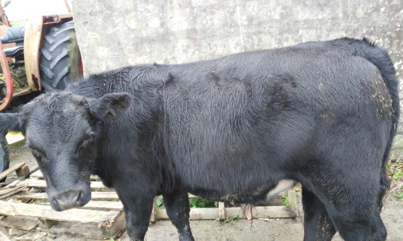 Weanling Bullocks for Sale