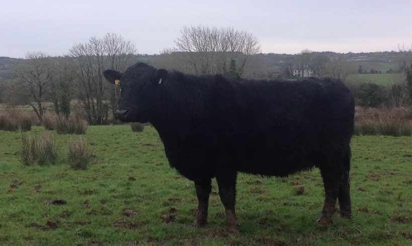 AA In-Calf Cow and AA Heifer for Sale AA In-Calf Cow and AA Heifer for Sale