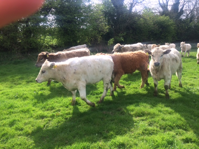 Organic Store Cattle for Sale Organic Store Cattle for Sale