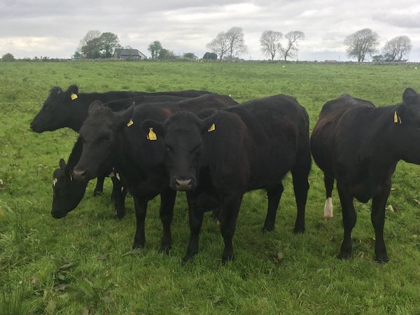 Organic Heifers for Sale (Full Symbol) Organic Heifers for Sale (Full Symbol)