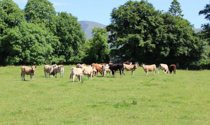 Cattle For Sale Cattle For Sale