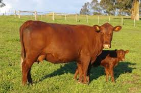 Organic Red Polled Cattle for Sale