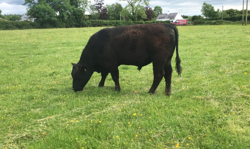 AA Bull for Sale AA Bull for Sale