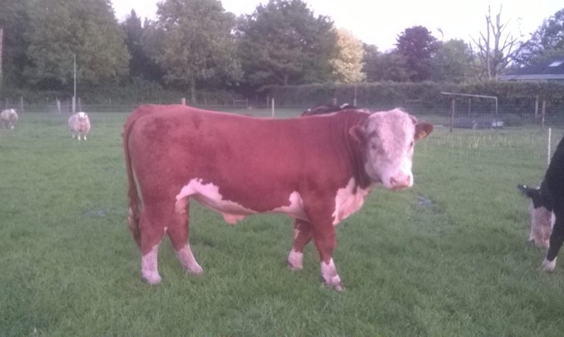 Hereford Bull for Sale Hereford Bull for Sale