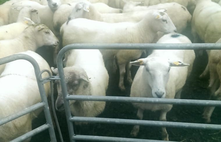 Ewes in Lamb Wanted Ewes in Lamb Wanted