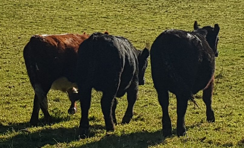 Store Bullocks for Sale ” SOLD SOLD” Store Bullocks for Sale ” SOLD SOLD”