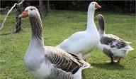 Organic Turkeys, Geese and Chickens for sale Organic Turkeys, Geese and Chickens for sale