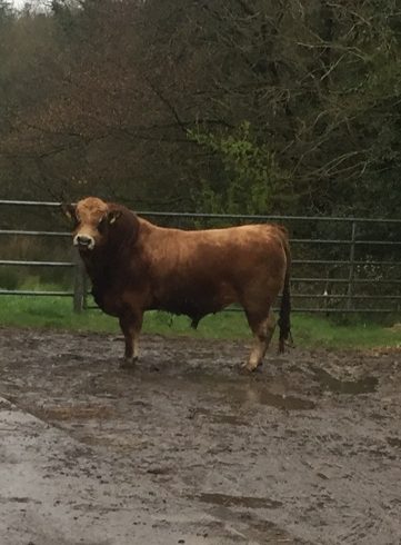 Aubrac Bull for Sale at Drumshanbo Mart Saturday 20th April Aubrac Bull for Sale at Drumshanbo Mart Saturday 20th April