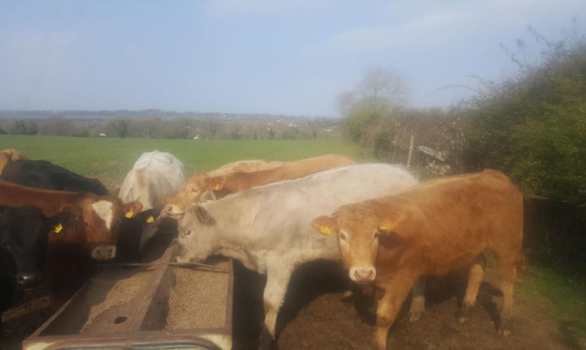 CHX Bull waeanlings for Sale CHX Bull waeanlings for Sale