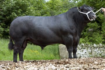 ABERDEEN ANGUS BULL FOR SALE