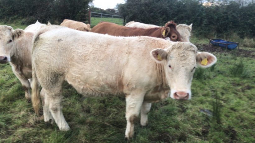 Organic Store Cattle For Sale