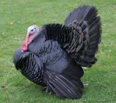 Turkey Norfolk