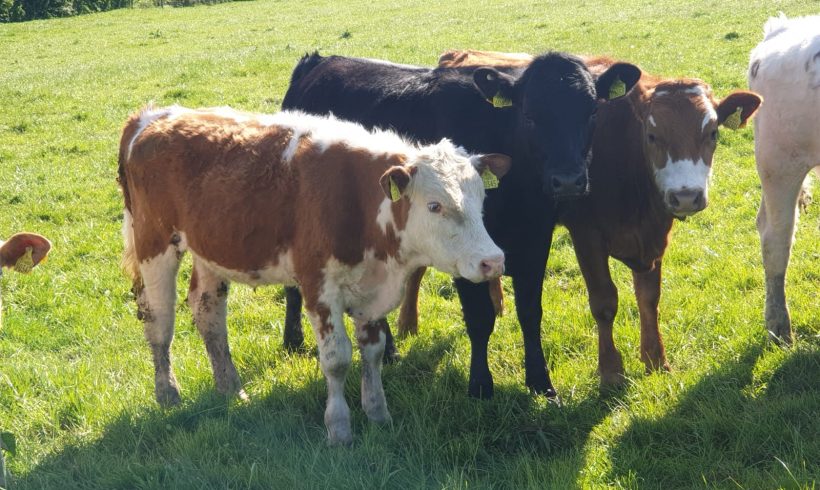 WEANLINGS, HEIFERS AND BULLOCKS FOR SALE WEANLINGS, HEIFERS AND BULLOCKS FOR SALE