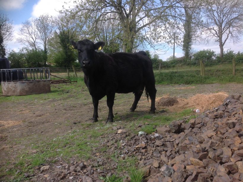 COW FOR SALE