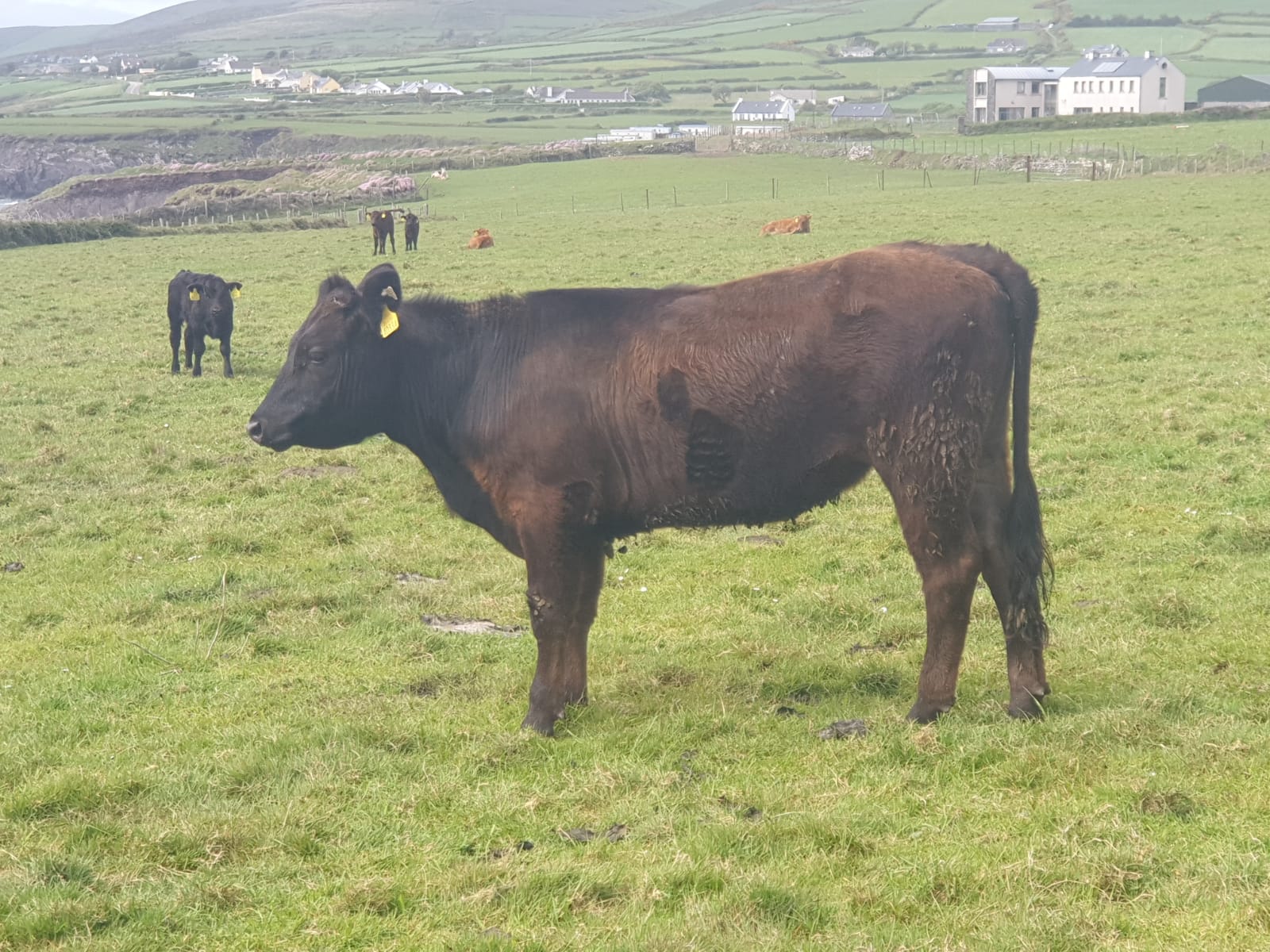 Kerry Cow 3