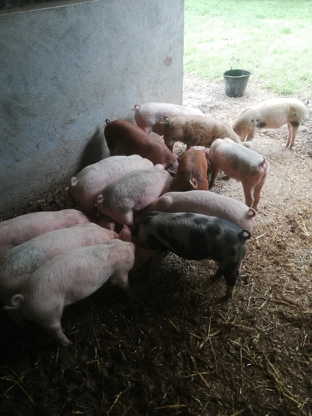 YOUNG PIGS FOR SALE