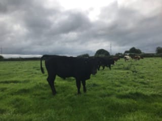 September cow 1