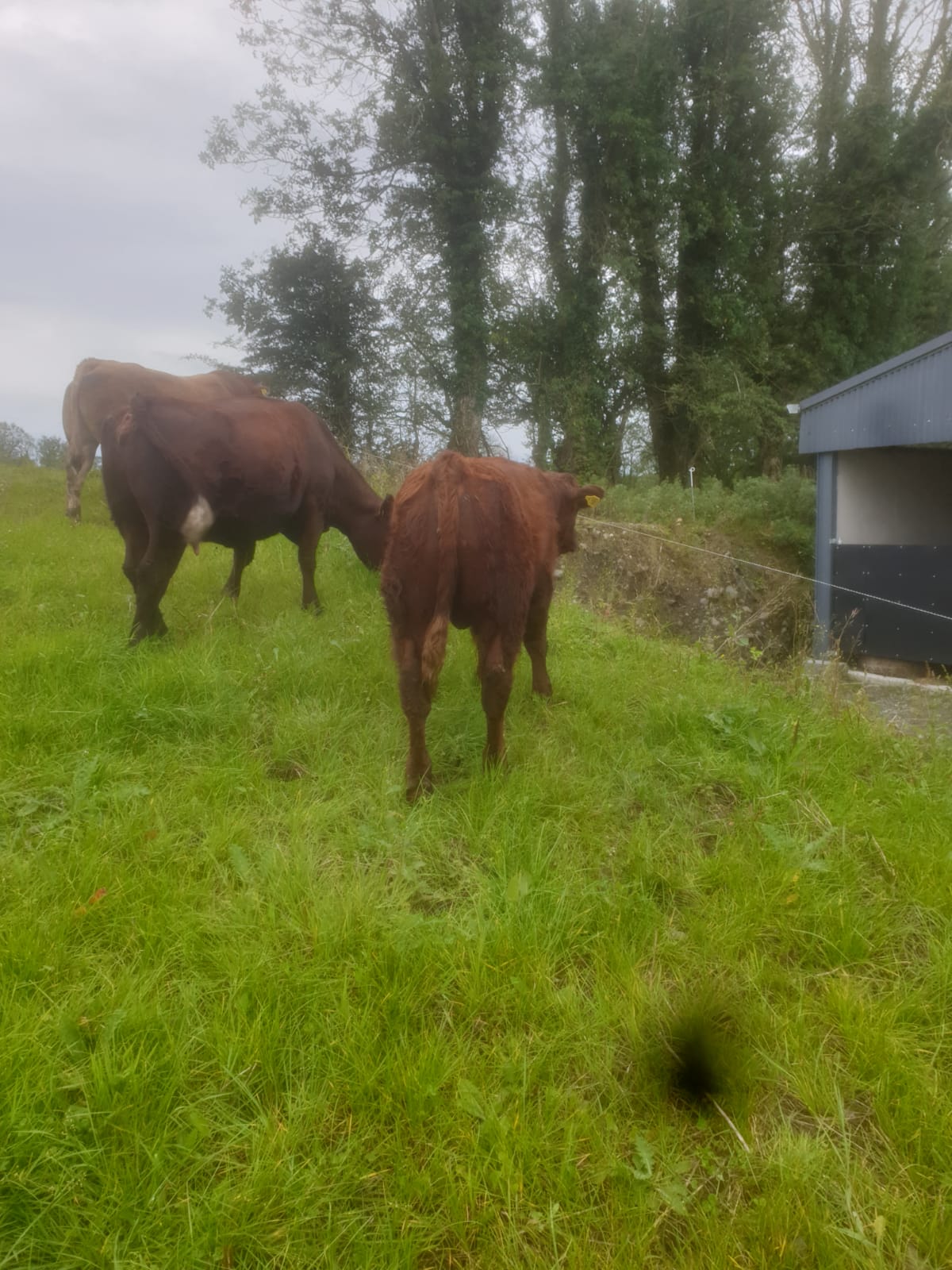 Cows in Sep 4