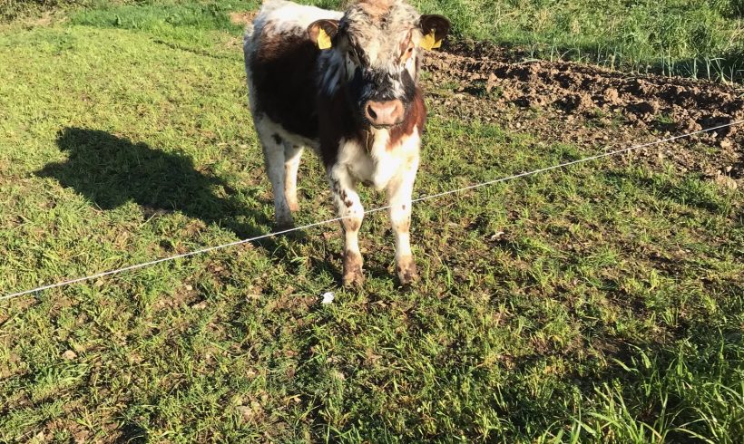 Bull for Sale Bull for Sale