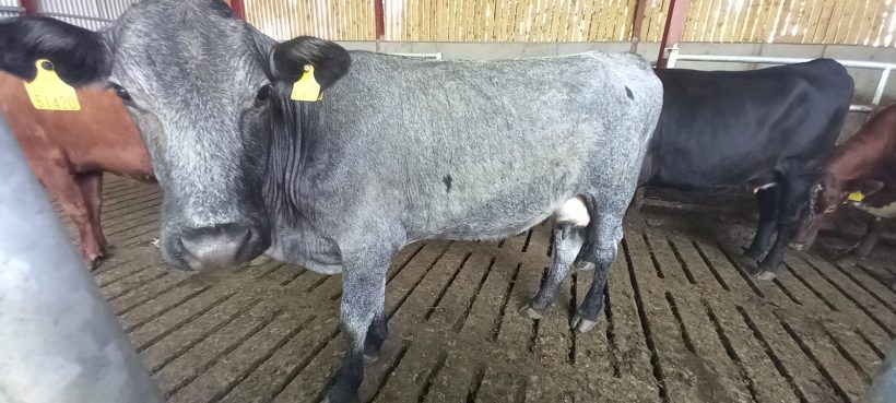 Cows for Sale