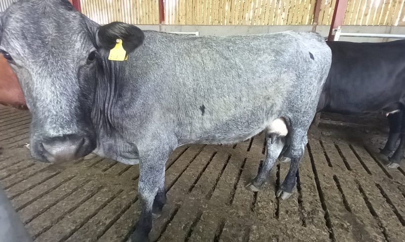 Cows for Sale