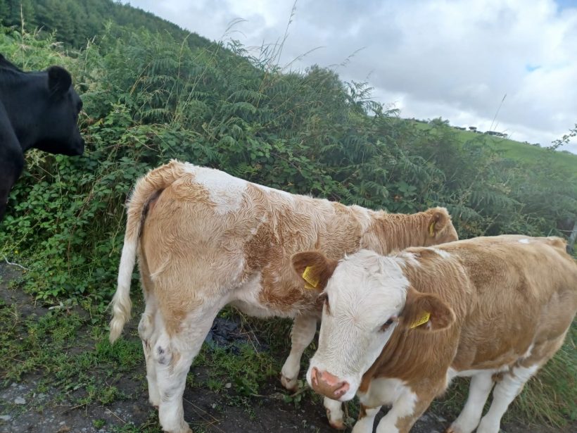 WEANLINGS FOR SALE