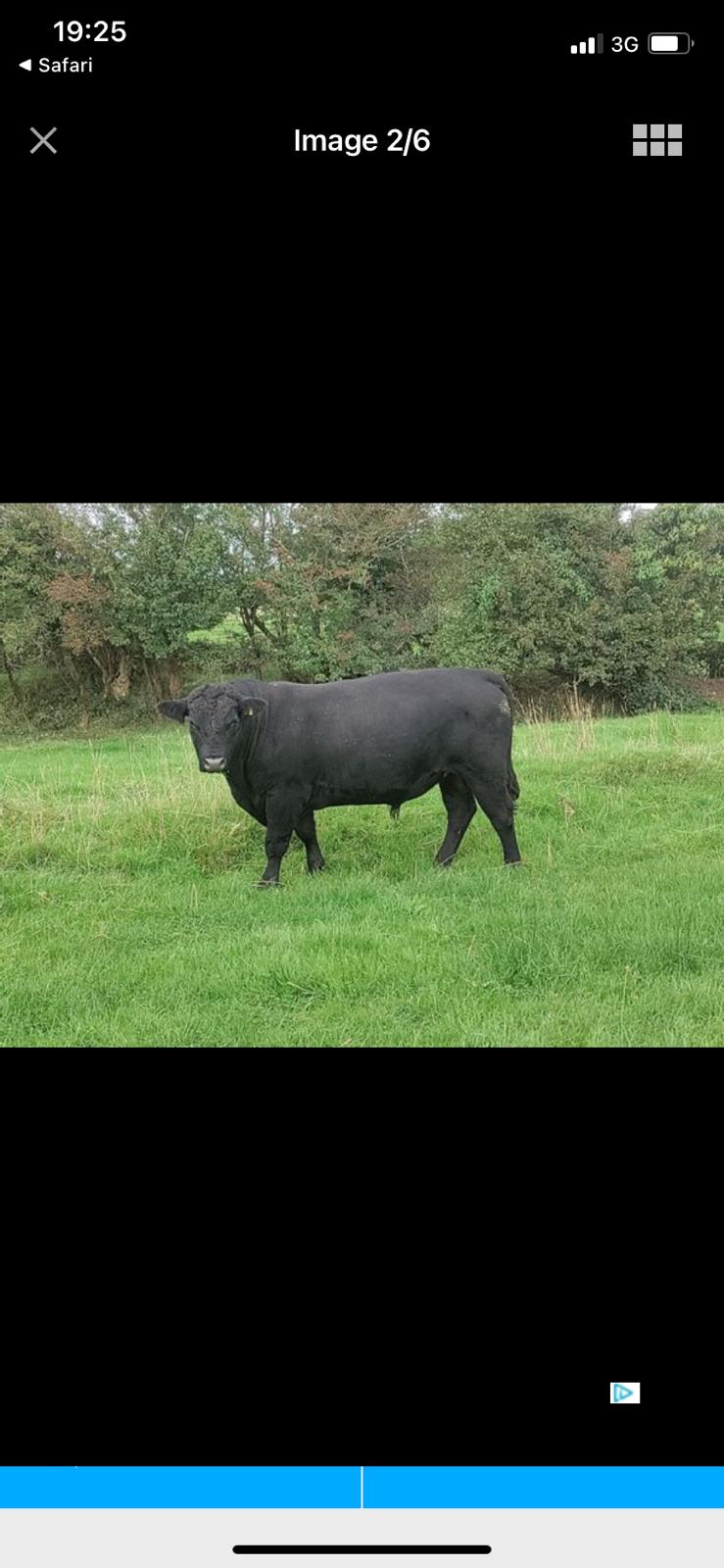 Galway Bull