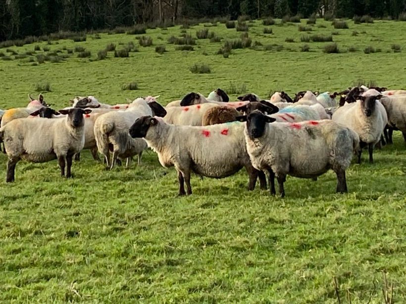 LAMB EWES FOR SALE