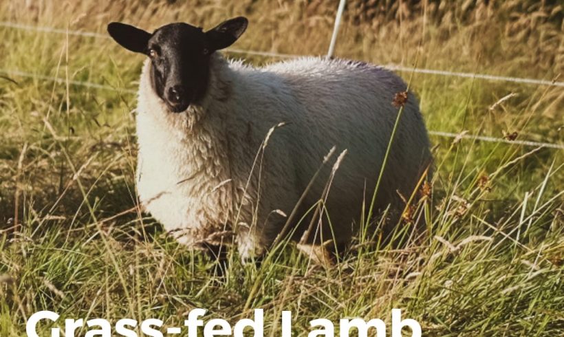 100% Grass-fed Lamb Boxes